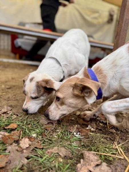 Tofu Mix Hündin ca.1,7Jahre alt in 72820