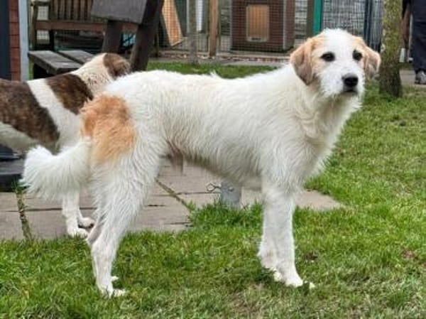 MARLON-wunderschöner Rüde, 54 cm