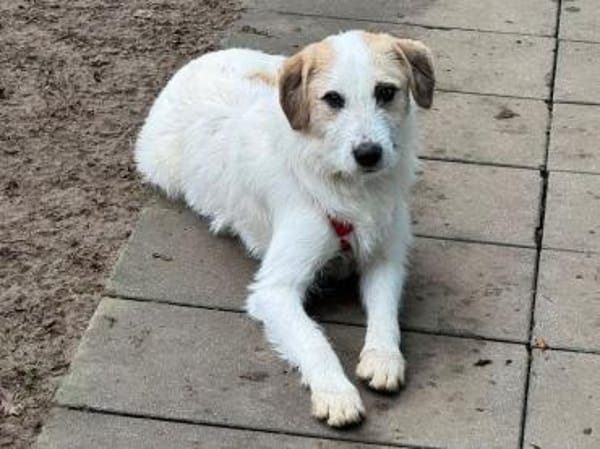 MARLON-wunderschöner Rüde, 54 cm