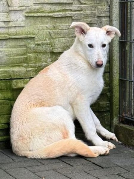 SINA-freundliche, liebe Jung-Hündin,