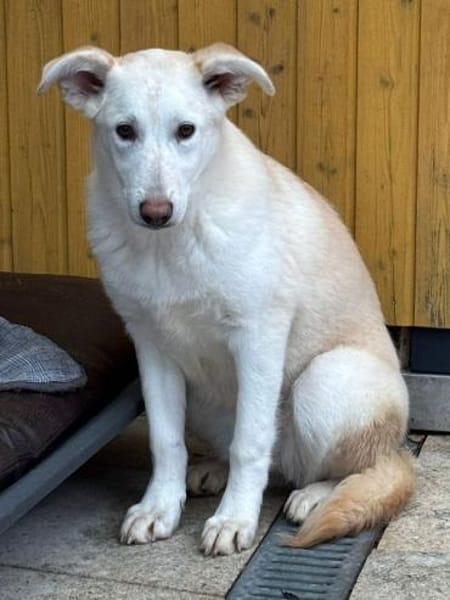 SINA-freundliche, liebe Jung-Hündin,