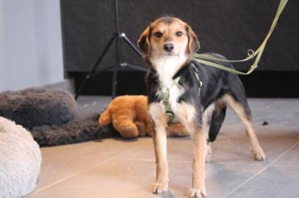 Dandy unser Herzensbrecher...