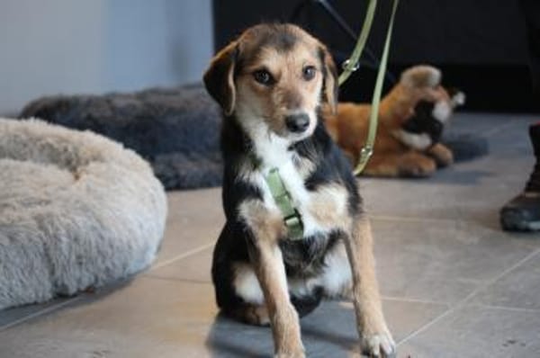 Dandy unser Herzensbrecher...