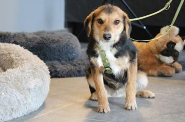 Dandy unser Herzensbrecher...