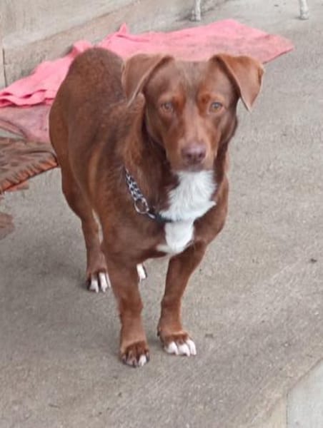 Rita - kleine Hündin im besten Alter