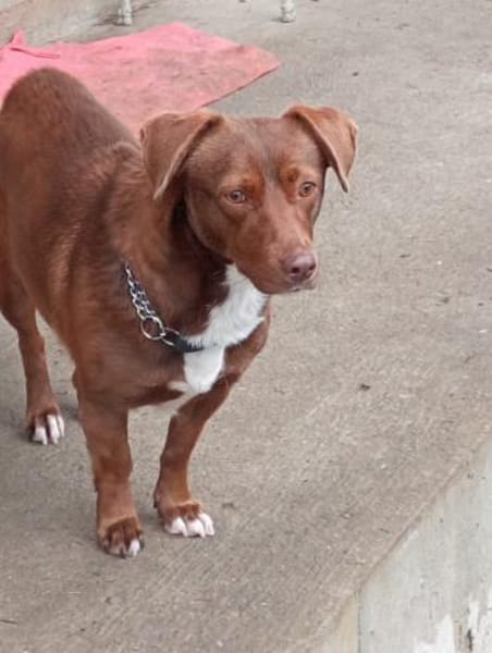 Rita - kleine Hündin im besten Alter