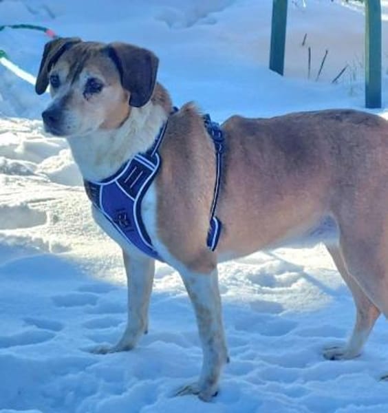 Traumhündin Cheeta auf PS in 96193