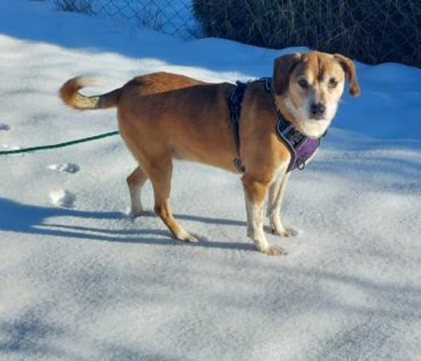 Traumhündin Cheeta auf PS in 96193