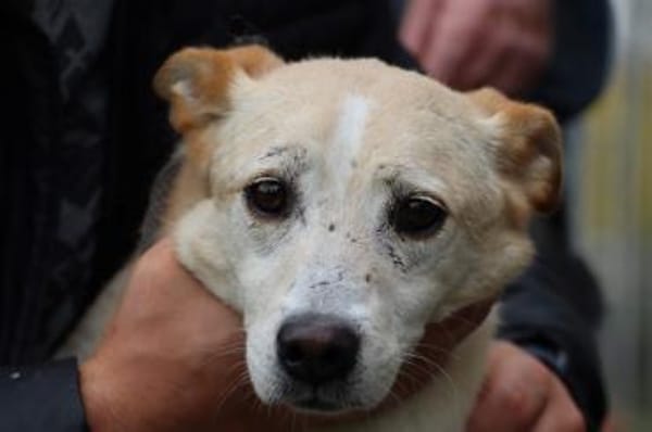 Geona - sehr lieb u. verschmust