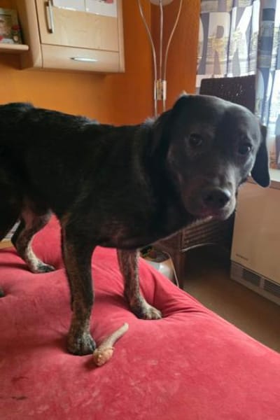 Notfellchen SHADOWin 69198 Schriesheim