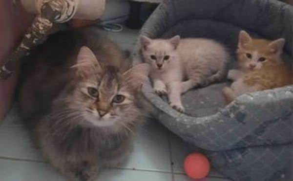 Maui sucht seine Familie