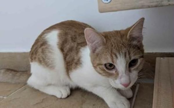 Maui sucht seine Familie