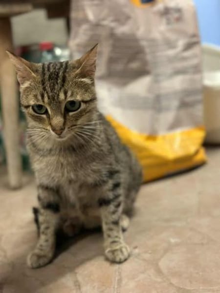 Tigermädchen Flia sucht ihre Familie