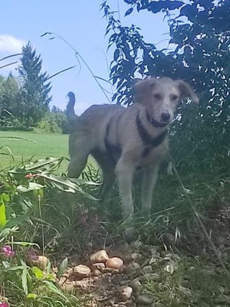 Chicco  💜💜💜 sucht Happy-Home