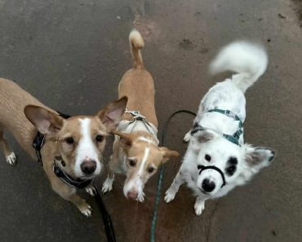 Treuer Charlie🌺 sucht liebevolles Heim