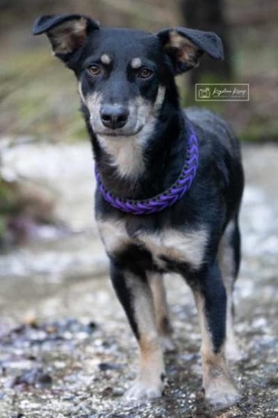 GISLI * liebevoller Bub braucht Halt