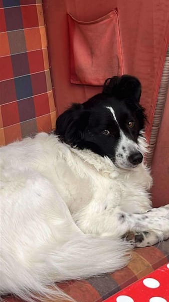 Lord Nelson - ein Freund fürs Leben