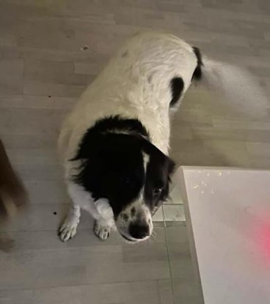 Lord Nelson - ein Freund fürs Leben