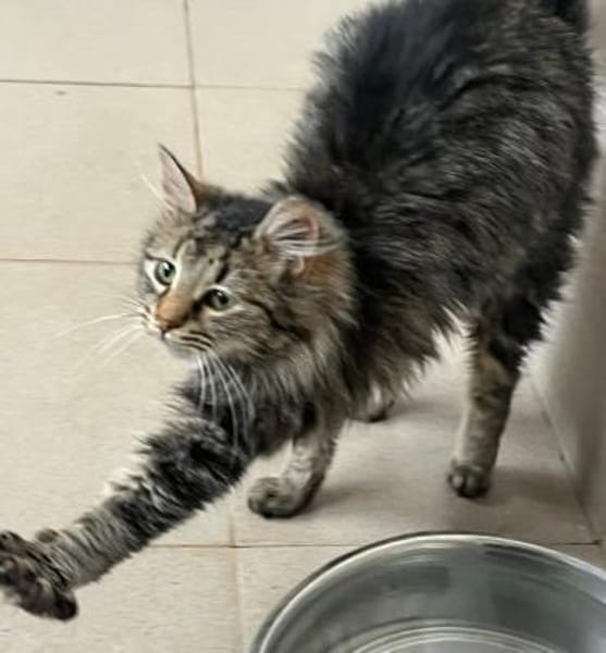 Fridolin, m., kastr., EHK