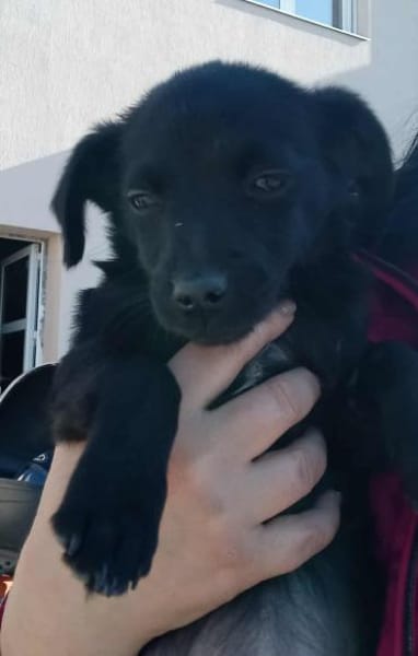 Sirma sucht ihr Zuhause