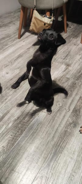 Sirma sucht ihr Zuhause