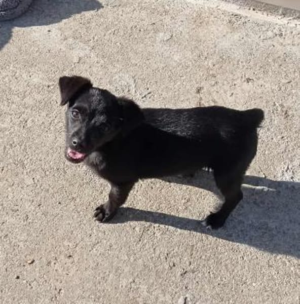 Sirma sucht ihr Zuhause