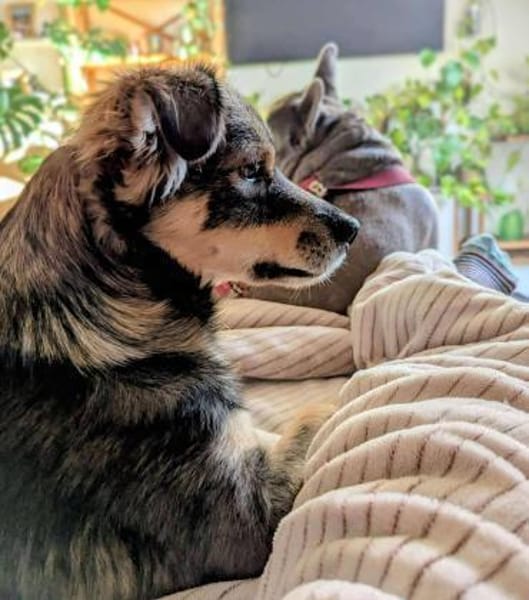 Ilay - bereit für sein Für-Immer-Zuhause