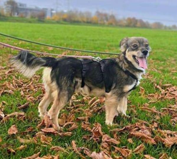 Ilay - bereit für sein Für-Immer-Zuhause