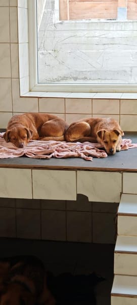 Tap, ein Charakterhund