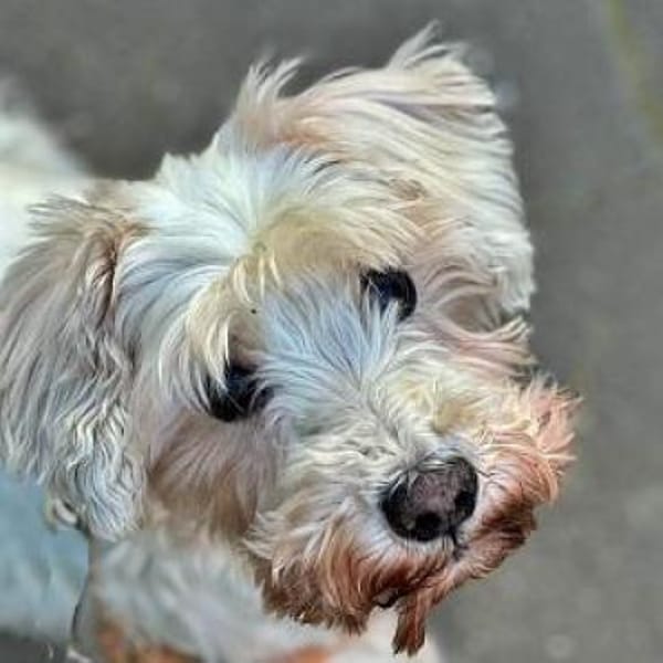 Richy, Zwergschnauzer (geb. 02/2015)