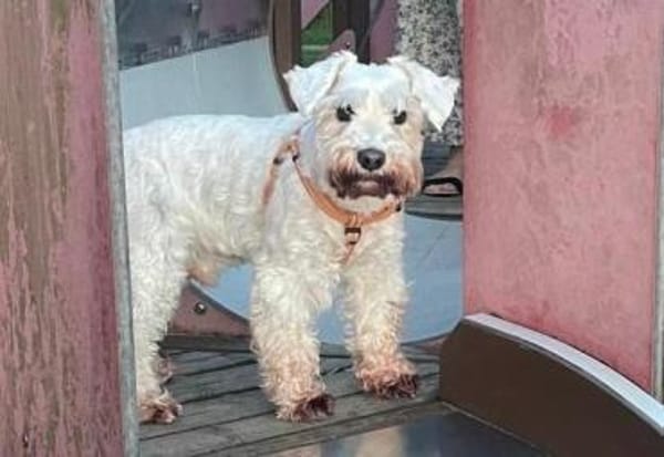 Richy, Zwergschnauzer (geb. 02/2015)