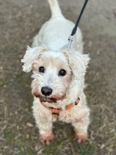 Richy, Zwergschnauzer (geb. 02/2015)