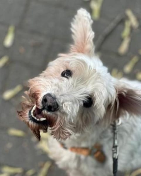 Richy, Zwergschnauzer (geb. 02/2015)