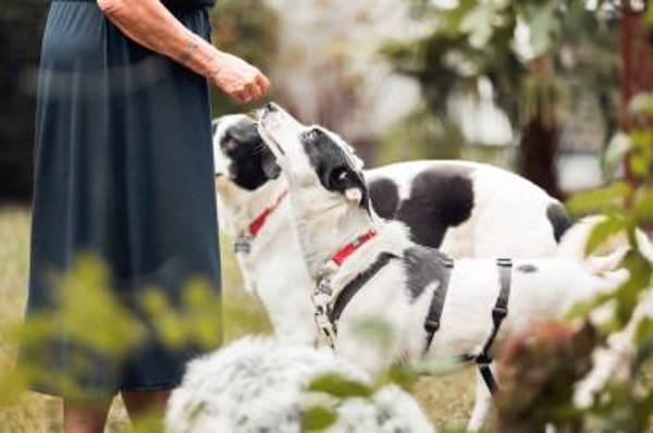 Leon - der Herzensbrecher