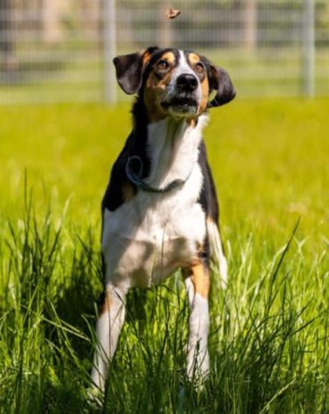 Bobi 💗 wartet in 99718 Greussen