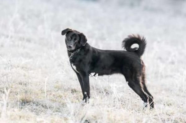 KELDA -neugierig, verschmust & verspielt