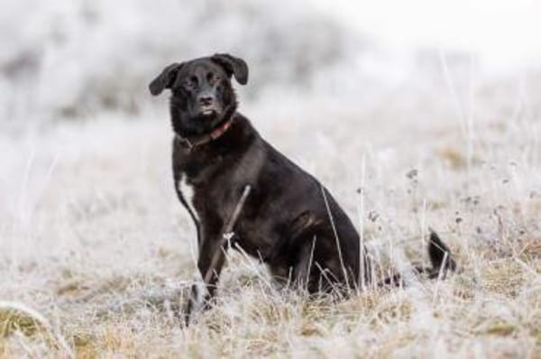 KELDA -neugierig, verschmust & verspielt