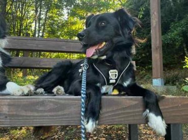 CASSIAN * ausgeglichener Herzenshund