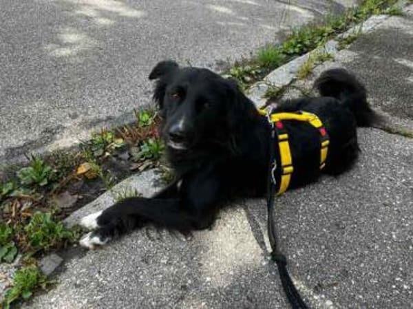 CASSIAN * ausgeglichener Herzenshund