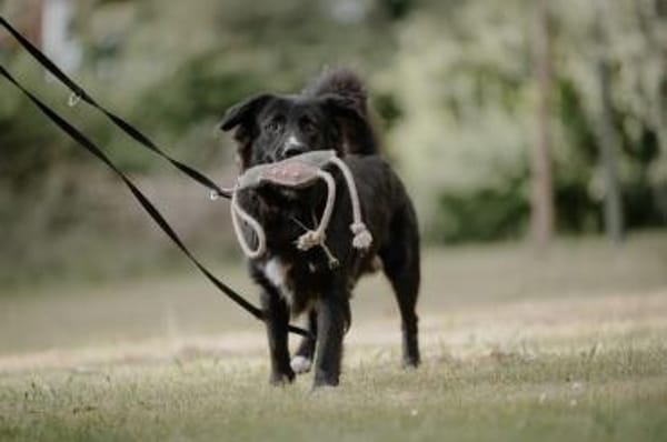 Fusel - der Charmeur