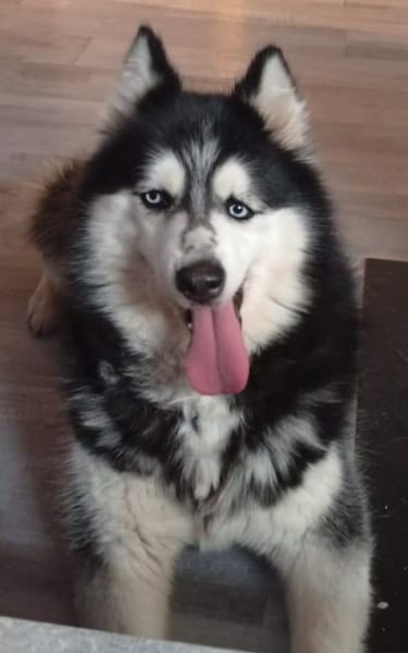 Vicky  sanft, verschmust, Tierschutz