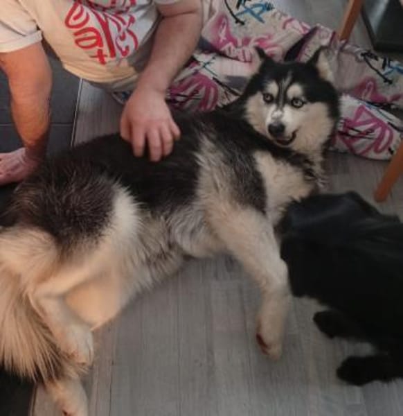 Vicky  sanft, verschmust, Tierschutz