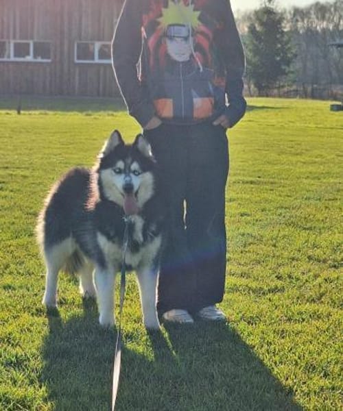 Vicky  sanft, verschmust, Tierschutz