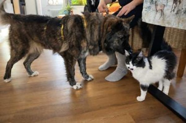 liebe aktive Toffee auf PS in München