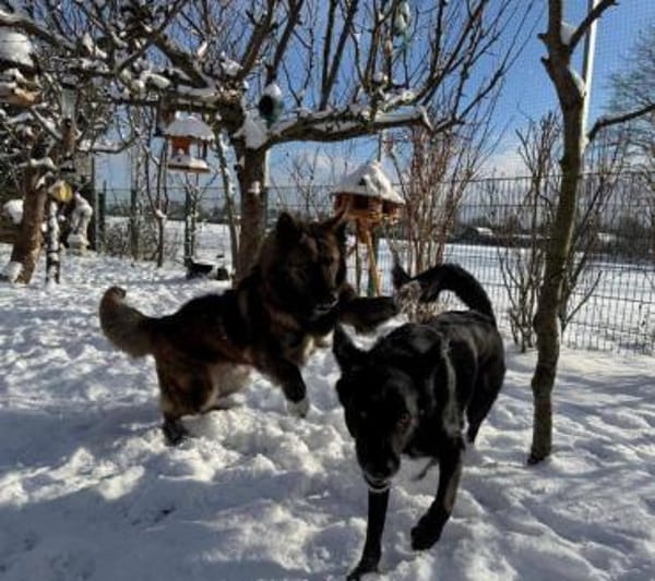 liebe aktive Toffee auf PS in München