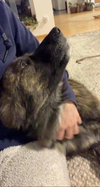 liebe aktive Toffee auf PS in München