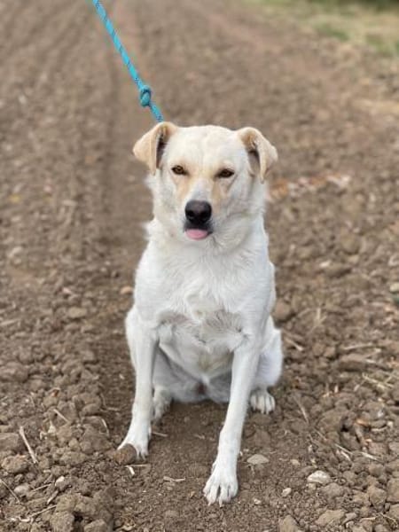 Alba, freundliche Hündin sucht Familie