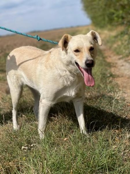 Alba, freundliche Hündin sucht Familie