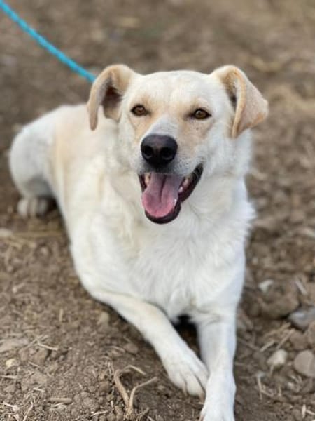 Alba, freundliche Hündin sucht Familie