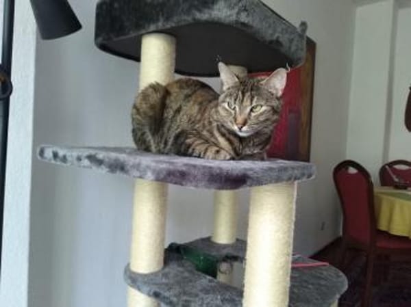 hübsche Tigerin Mia sucht Einzelplatz